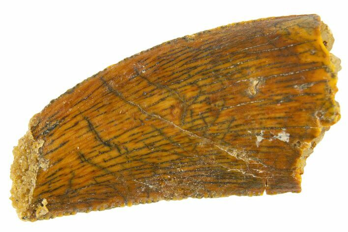 Serrated Raptor Tooth - Real Dinosaur Tooth #332121